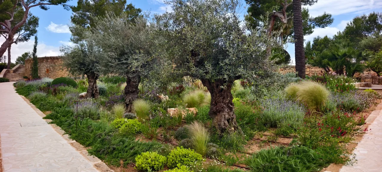 Poda profesional de árbol en propiedad de Alcúdia