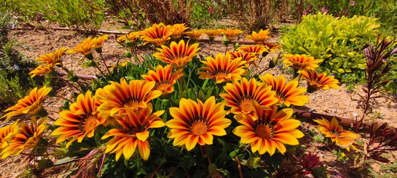 Vivero VJARDINERS en Alcúdia