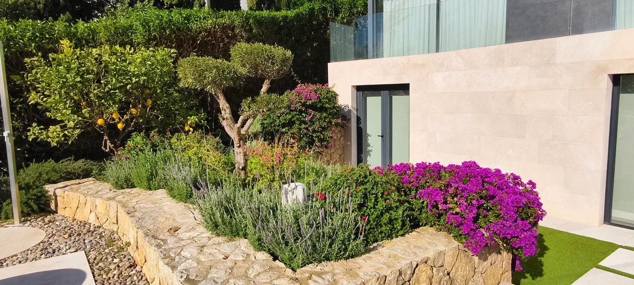 Buganvilla en flor sobre un bancal de piedra junto a la casa