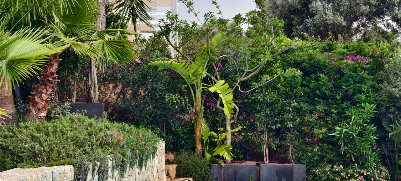 Vegetacion subtropical densa: palmeras, platanera y seto de romero