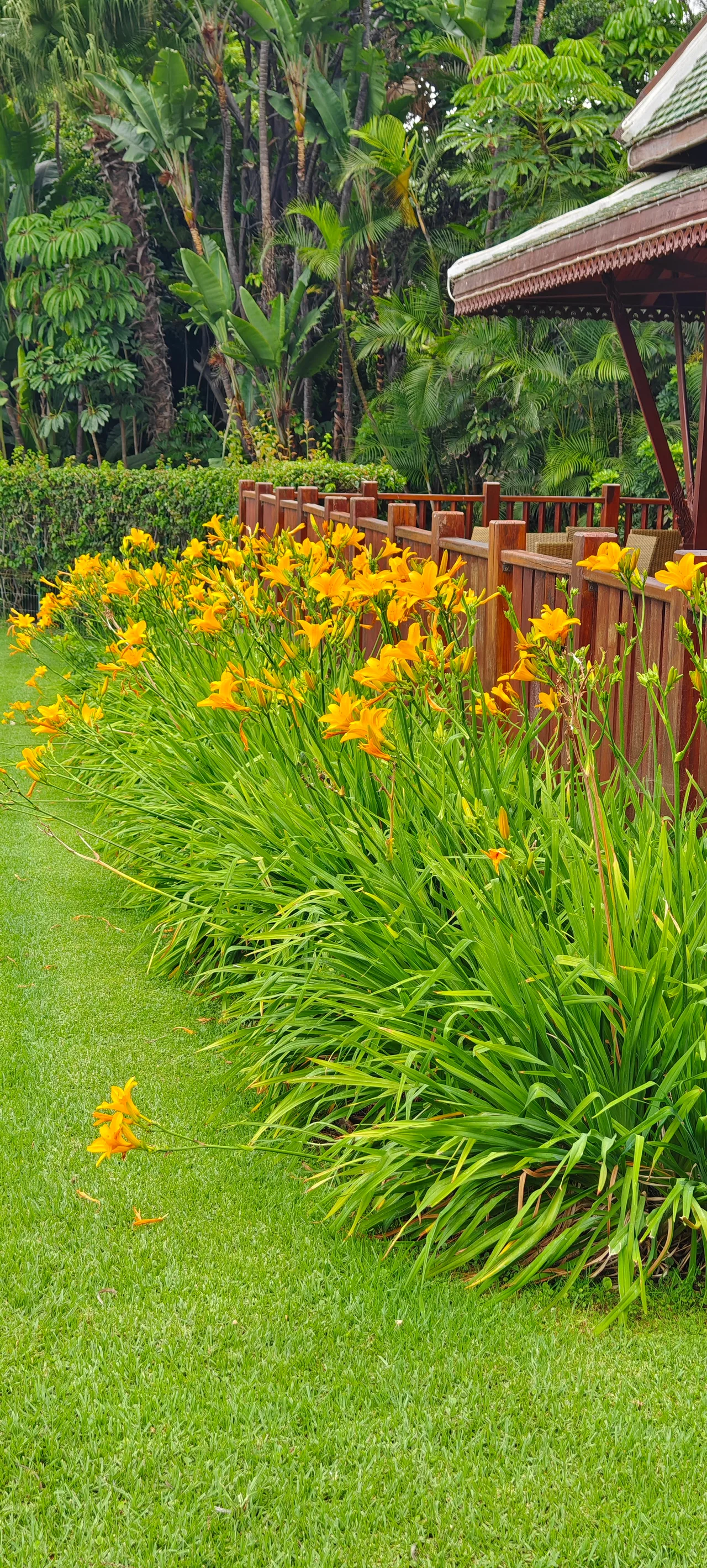 Macizo de hemerocallis en flor junto a cesped