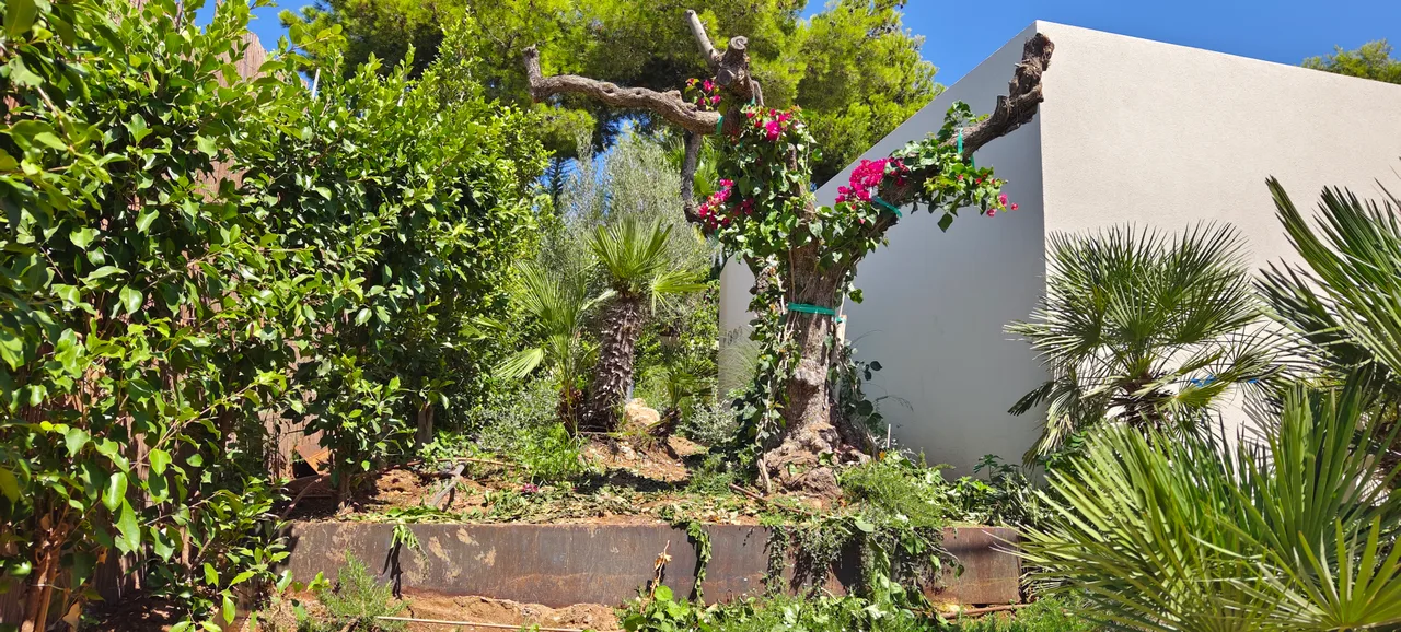 Buganvilla y agaves sobre grava junto a un muro encalado