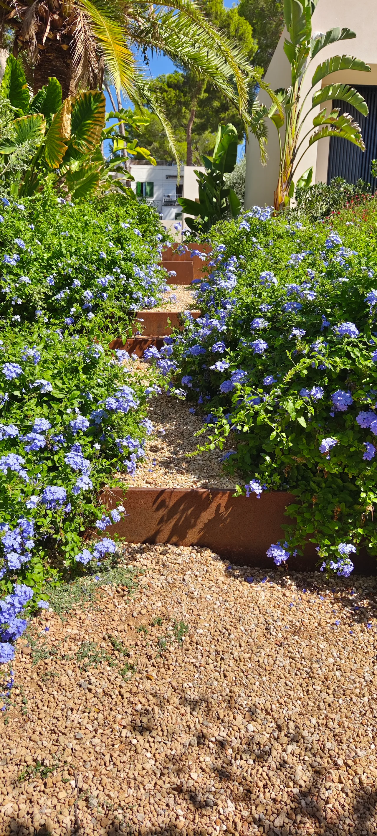 Plumbago azul en flor junto a un sendero de grava