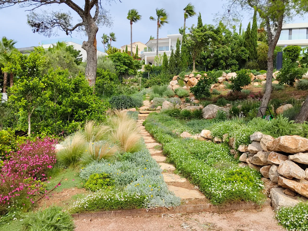 Sendero de tierra entre plantacion mediterranea en flor