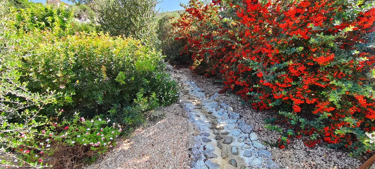 Buganvilla roja cubriendo un talud junto a un camino de grava