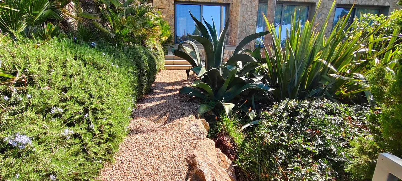 Agaves y plantas crasas sobre grava, con seto recortado