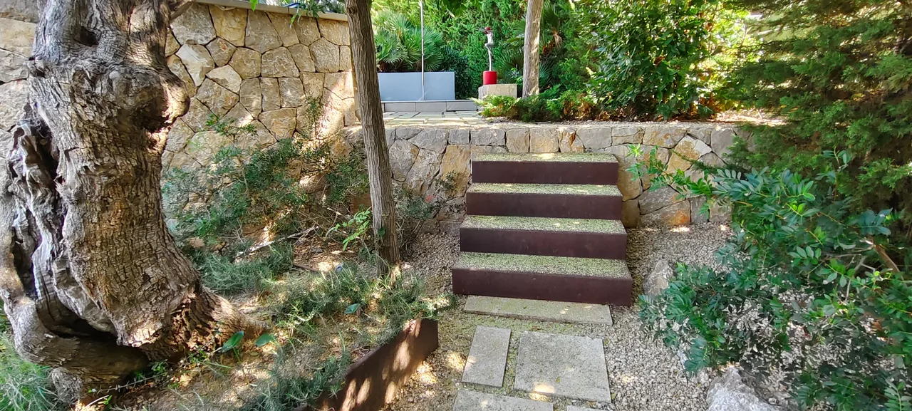 Tronco de olivo viejo junto a una escalera de piedra