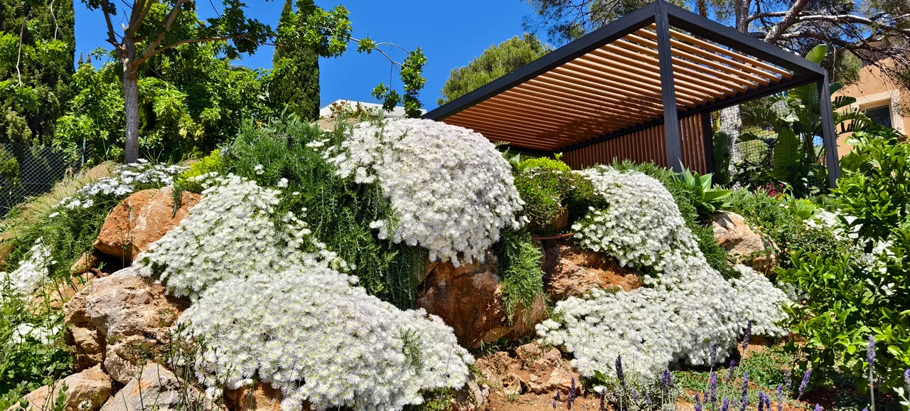Manto de flor blanca sobre roca, con pergola al fondo