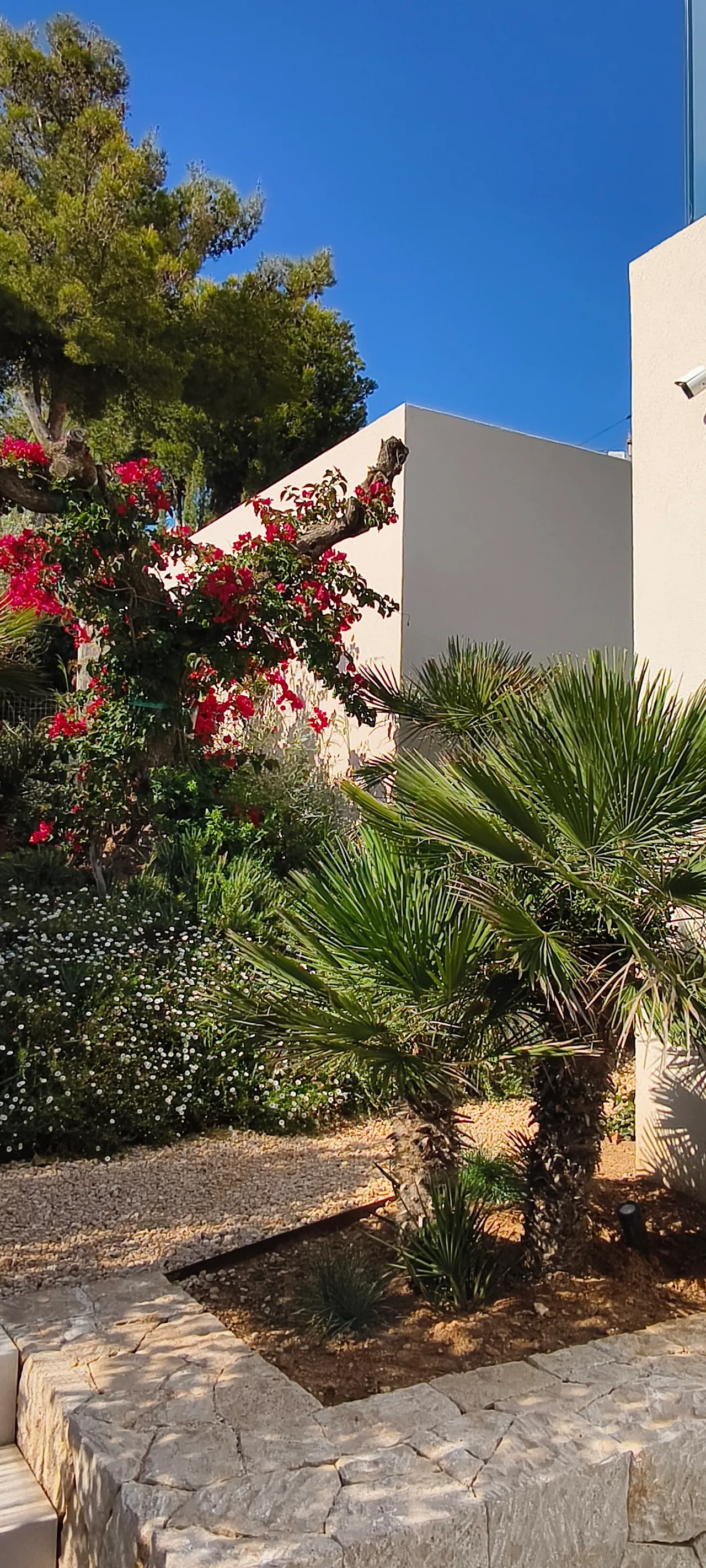 Palmera joven plantada en un alcorque de piedra