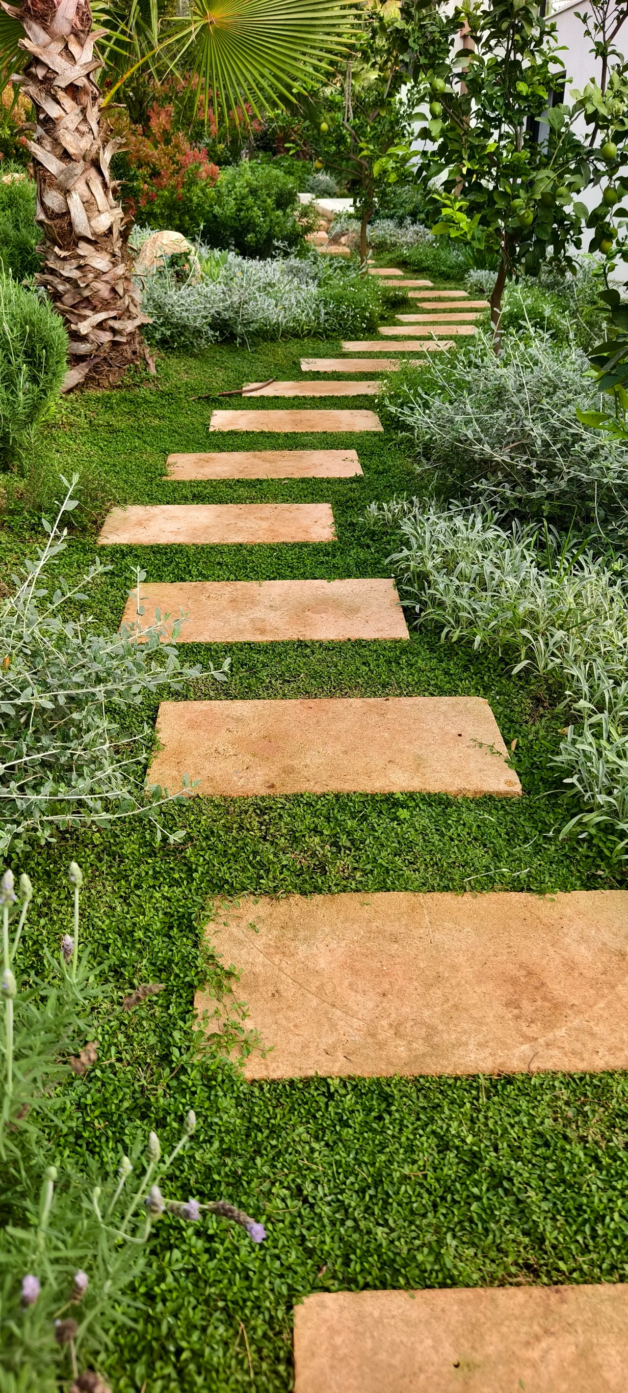Pasaderas de piedra sobre cesped entre plantacion gris